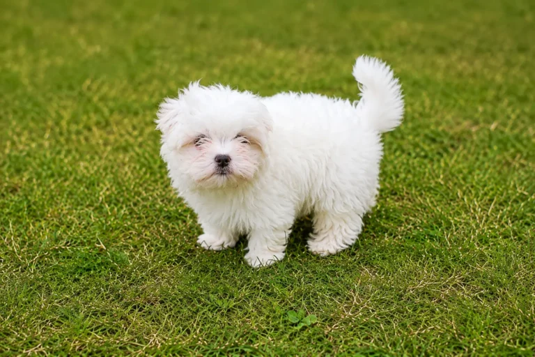 Aubree puppy photograph