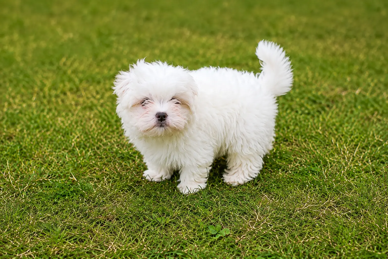 Maltese Puppies for Sale in Bangalore
