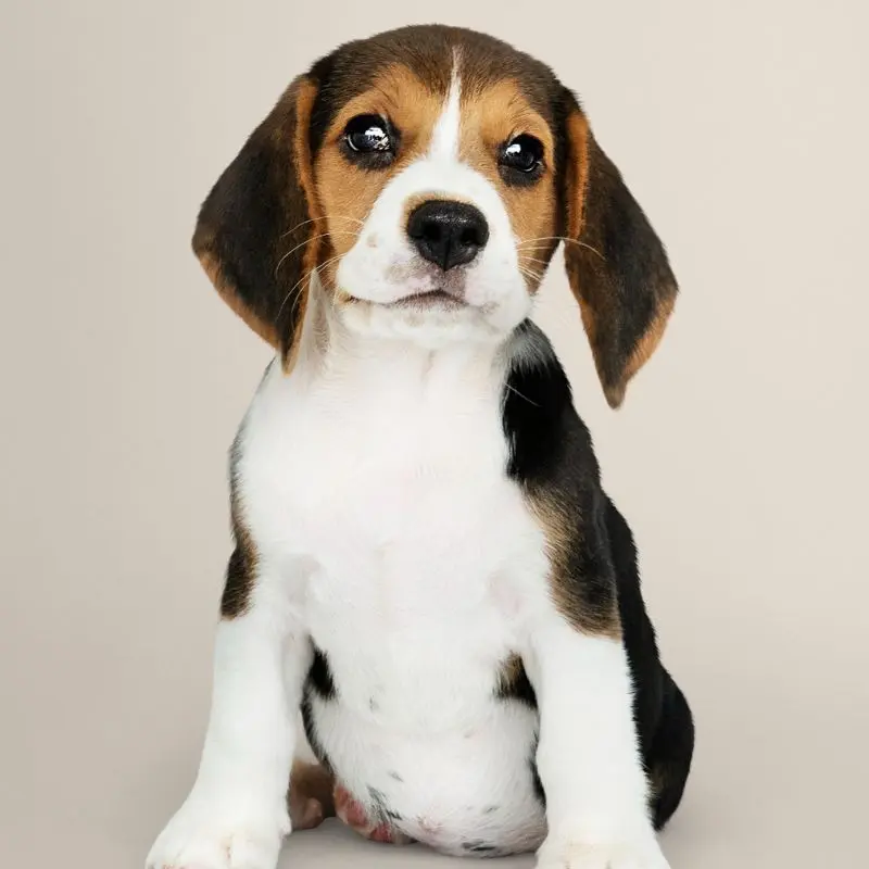 Beagle