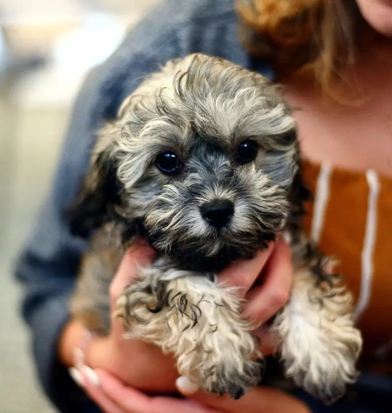 Dogs and puppies at Aubree