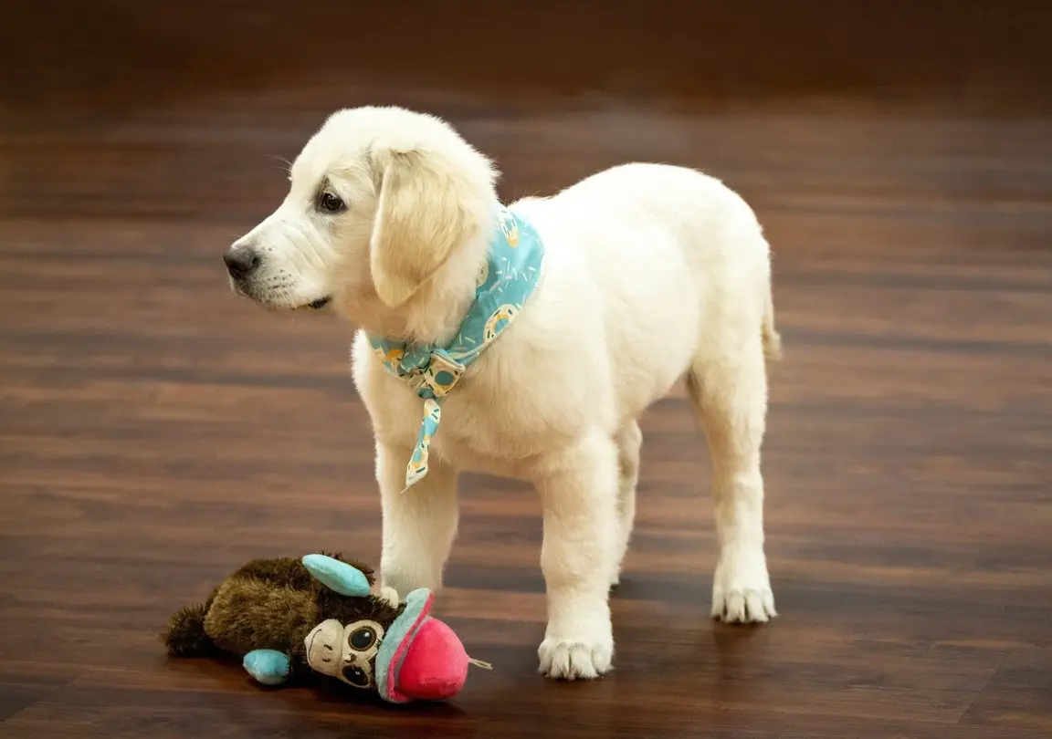 Dogs and puppies at Aubree