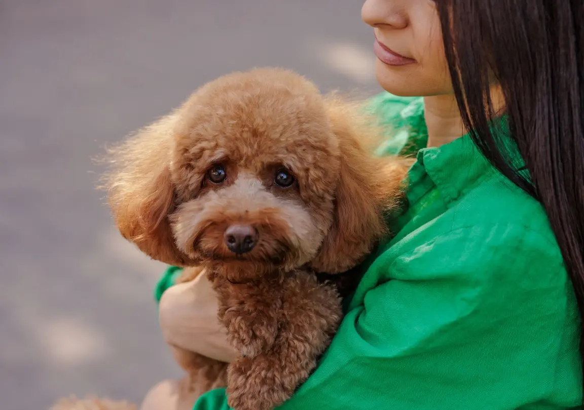 Dogs and puppies at Aubree