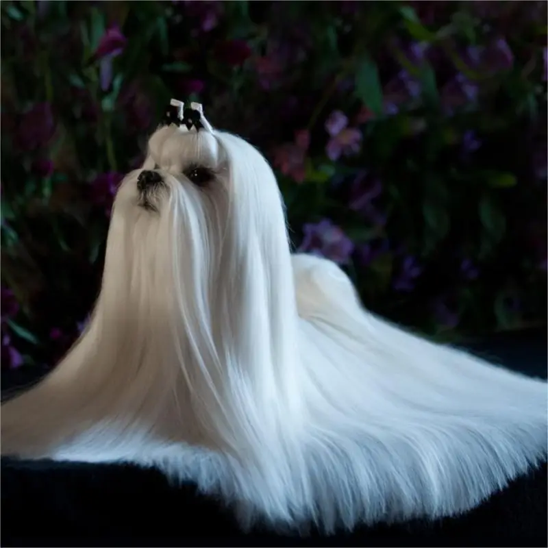 Maltese