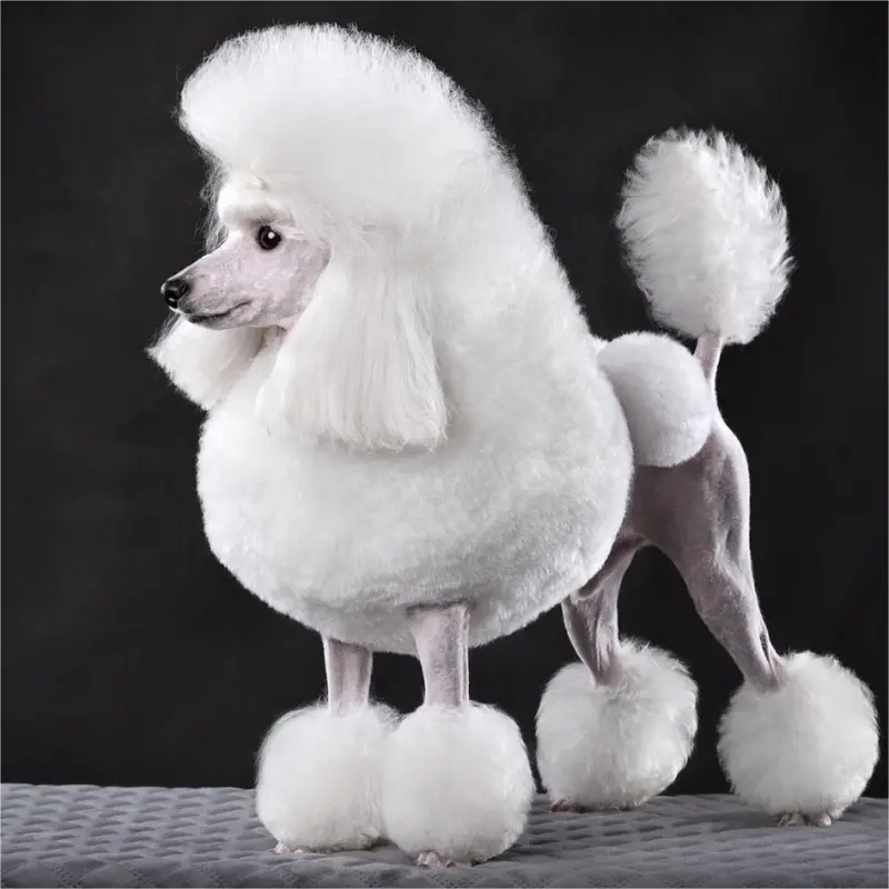 Toy Poodle