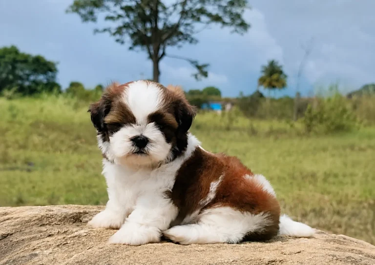 Aubree puppy photograph