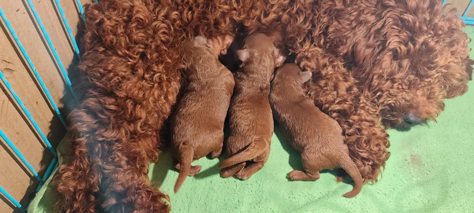 Toy Poodle