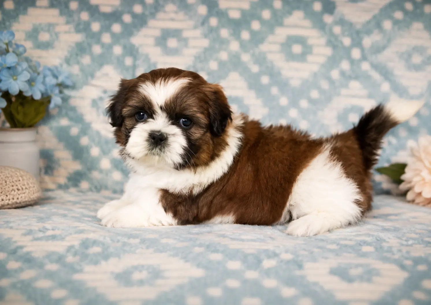 Healthy Shih Tzu Puppies in Bangalore