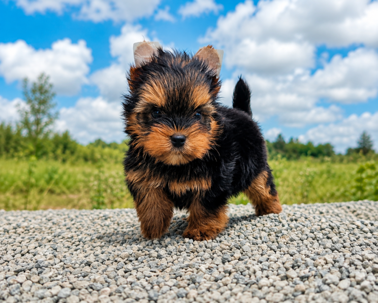 Aubree puppy photograph