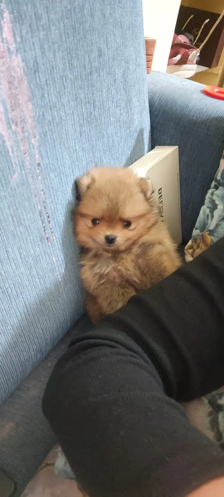 Toy Pomerian