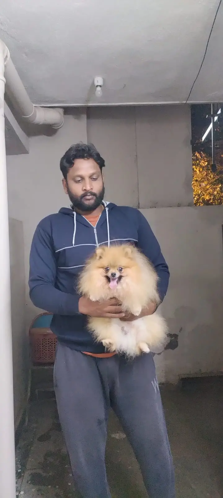 Toy Pom Adult (Male)