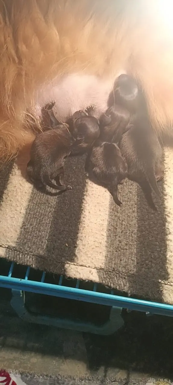 Toy pom New Breeding