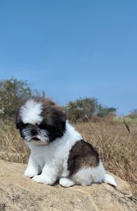 Aubree puppy photograph