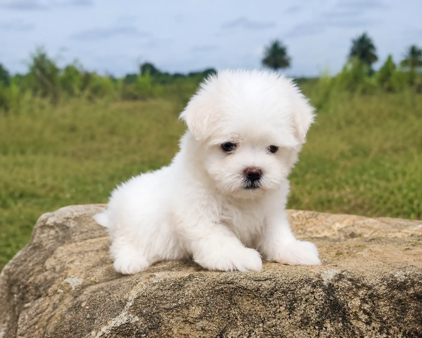 Premium Maltese Puppies in Bangalore | Aubree Pets