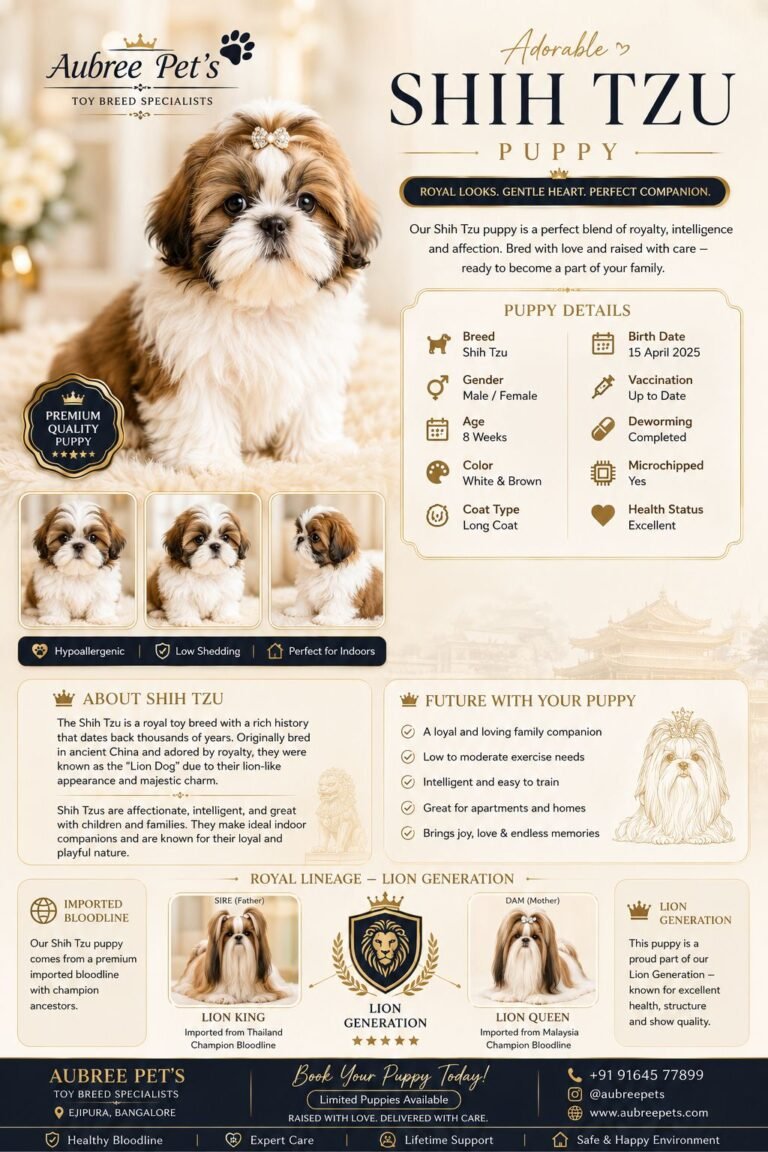 Shih tzu