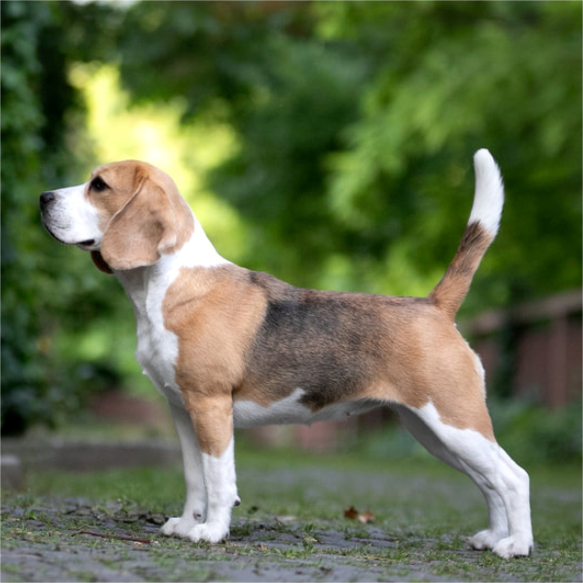Beagle