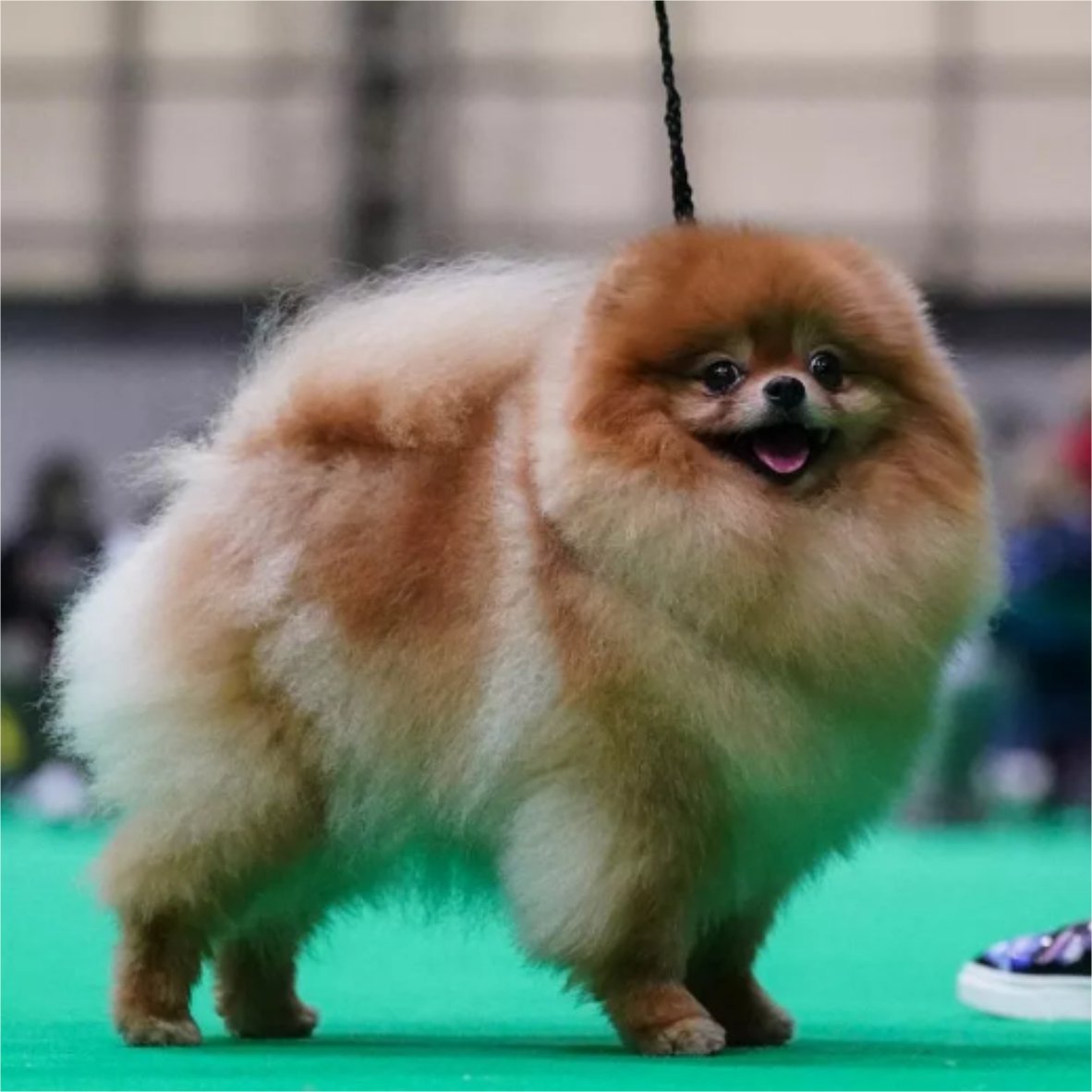 Toy pom