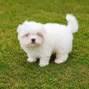 Maltese Puppies for Sale in Bangalore