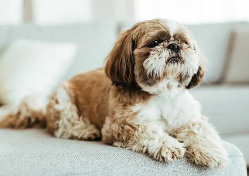 Aubree - best dog breeders in Bangalore