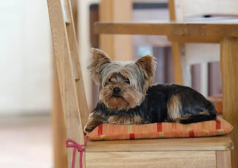 Aubree - best dog breeders in Bangalore