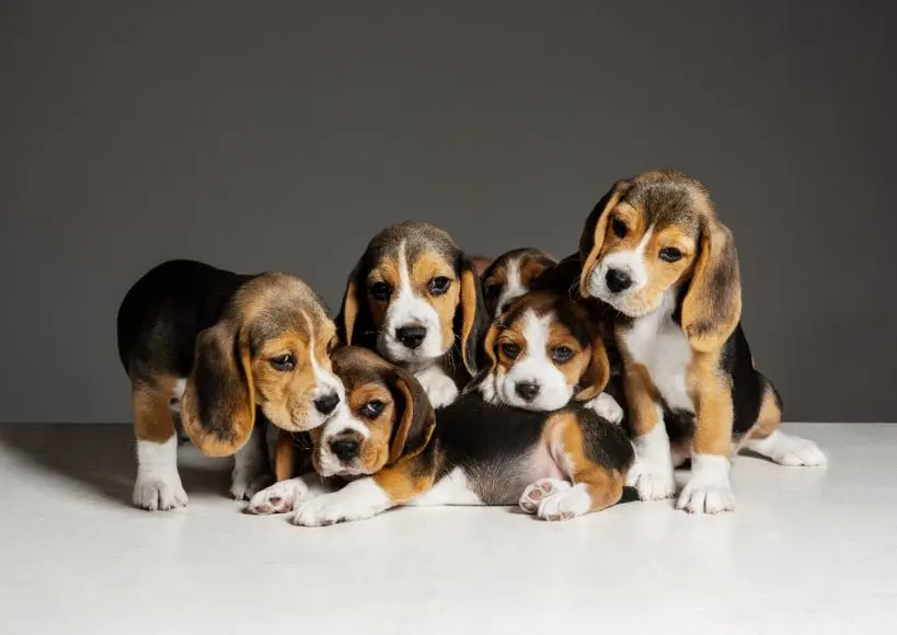 Aubree - best dog breeders in Bangalore