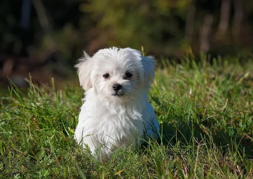 Aubree - best dog breeders in Bangalore