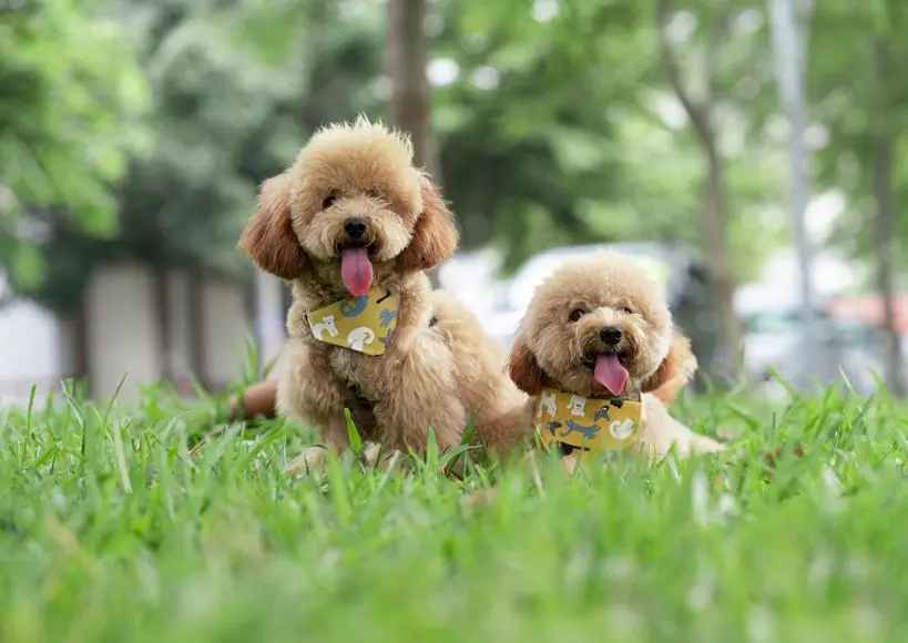 puppies Bangalore
