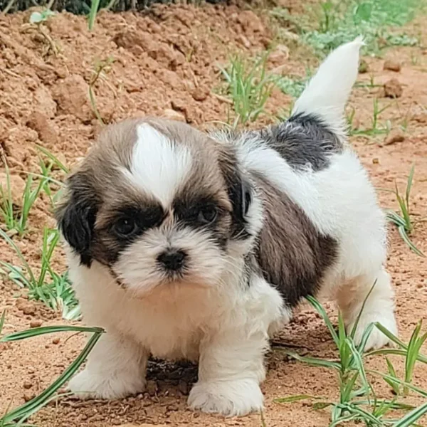 puppies Bangalore