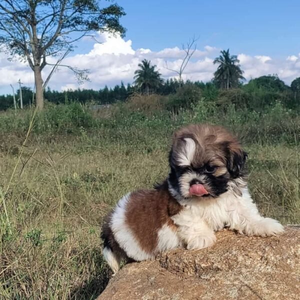 puppies Bangalore