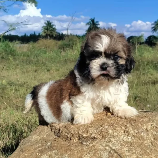 puppies Bangalore