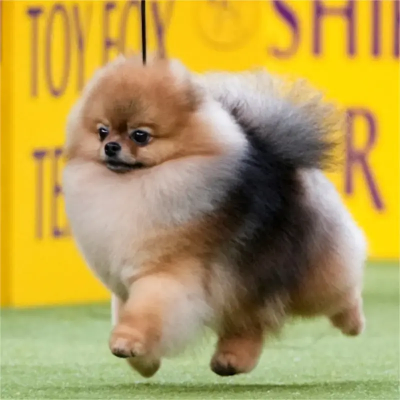 best dog dealers in Bangalore