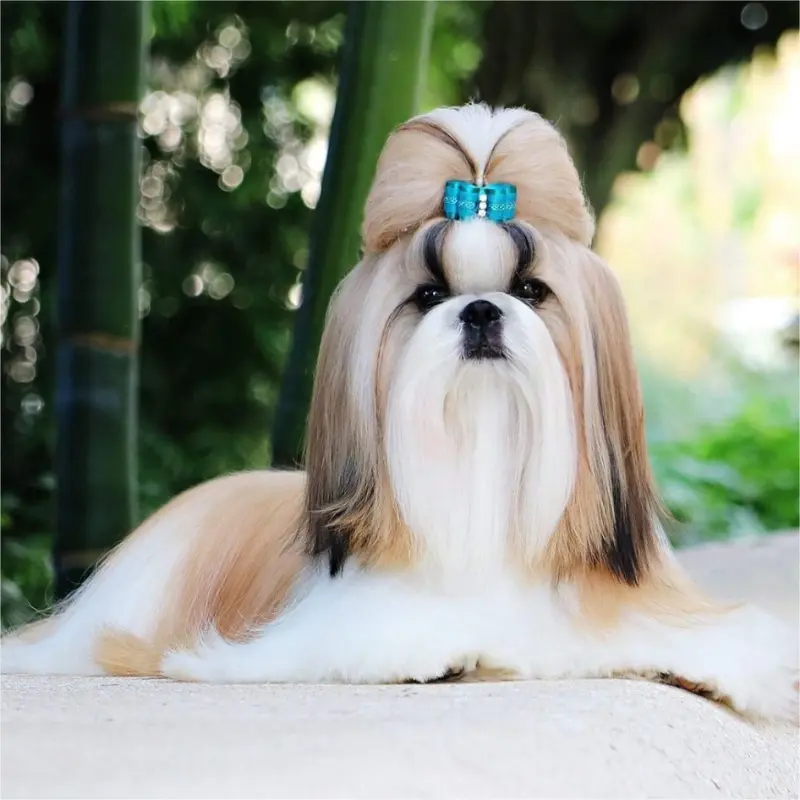 best dog dealers in Bangalore