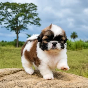 Premium Shih Tzu Puppies | Bangalore