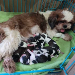 healthy puppies