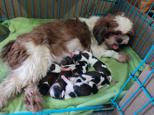 healthy puppies