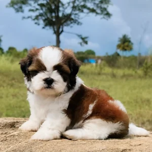 Purebred Shih Tzu Puppies | Aubree Pets