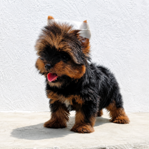 Premium Yorkshire Terrier Puppies in Bangalore | Aubree Pets