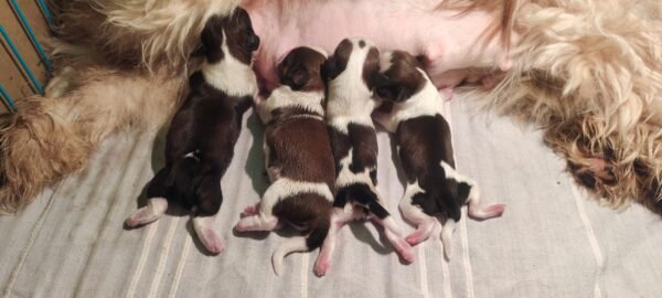 Rosy Breeding