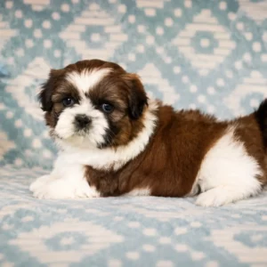Healthy Shih Tzu Puppies in Bangalore