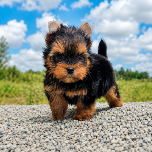 Yorkshire Terrier Puppies Available | Bangalore