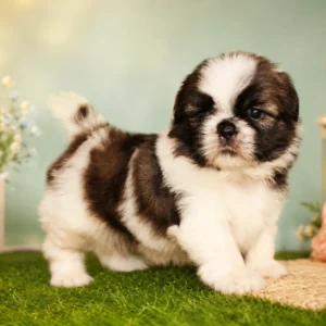 Shih Tzu Puppies For Sale In Bangalore | Aubree Pets