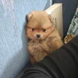 Toy Pomerian