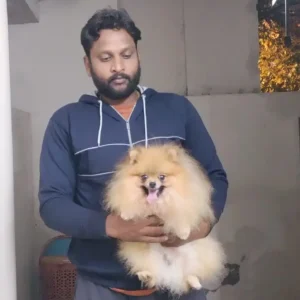 Toy Pom Adult (Male)