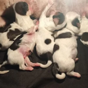 Shih Tzu New Breeding