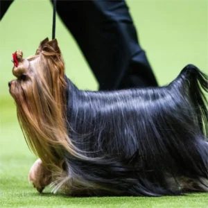 Yorkie Male for Stud