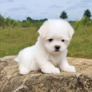 Premium Maltese Puppies in Bangalore | Aubree Pets