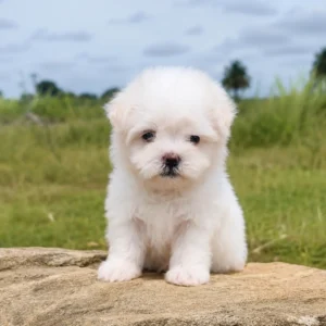 Maltese Puppies Available in Bangalore
