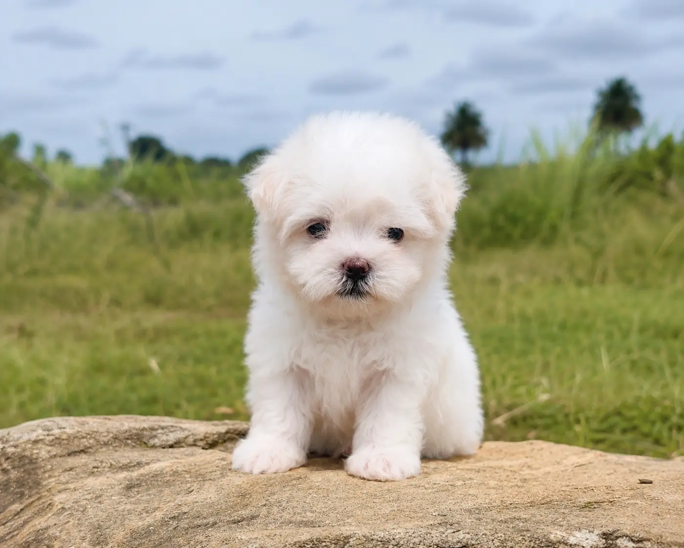 Maltese Puppies Available in Bangalore